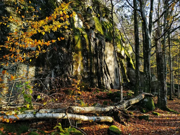 Hoge Bomen Een Bos Bij Met Mos Bedekte Kliffen Die — Stockfoto