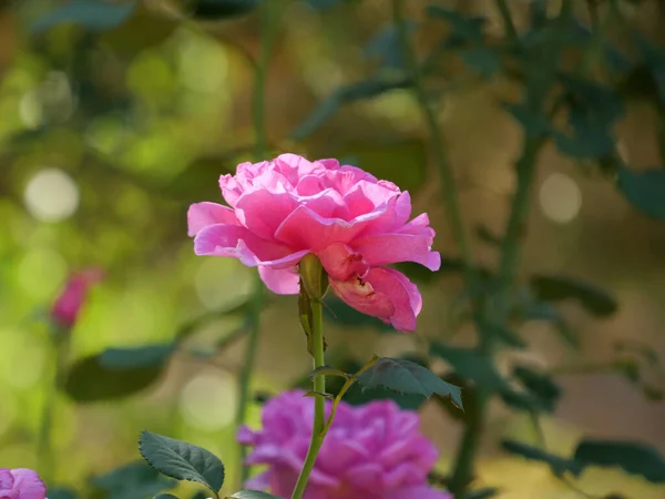 Selective Focus Shot Blooming Pink Rose — Stock Photo, Image