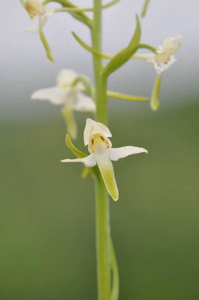 Plano Vertical Poco Profundo Una Hermosa Orquídea Salvaje Armenia —  Fotos de Stock