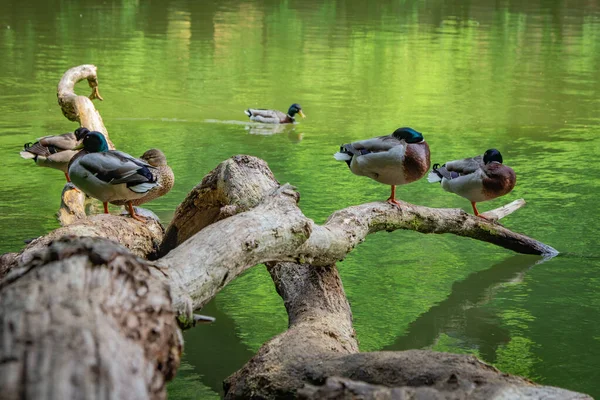 Kachny Odpočívající Větvích Nad Jezerem — Stock fotografie