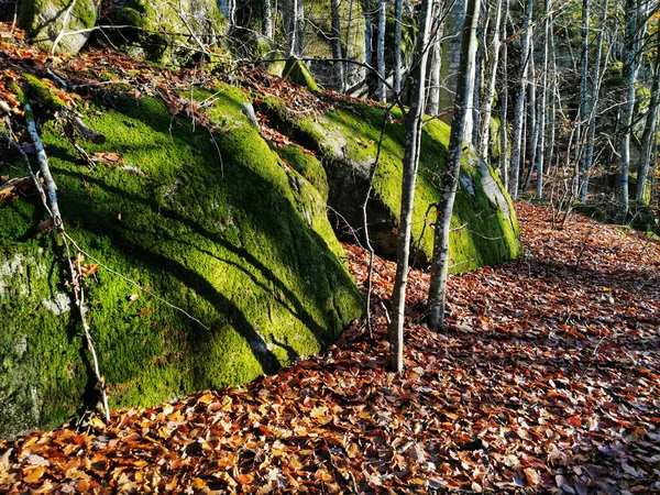挪威森林里被苔藓覆盖的悬崖边的树木 — 图库照片