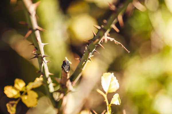 Une Prise Vue Sélective Une Rose Croissance Avec Des Piqûres — Photo