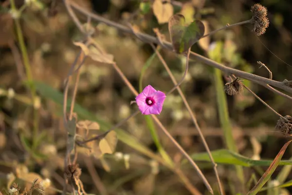 Selective Focus Shot Single Pink Flower Garden Captured Daytime — Stock Photo, Image