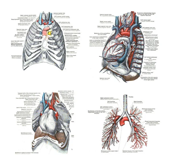 Illustration Human Respiratory System Part Names White Background — Stock Photo, Image