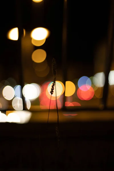 一种垂直选择性聚焦拍摄的植物茎与明亮发光的城市灯 — 图库照片
