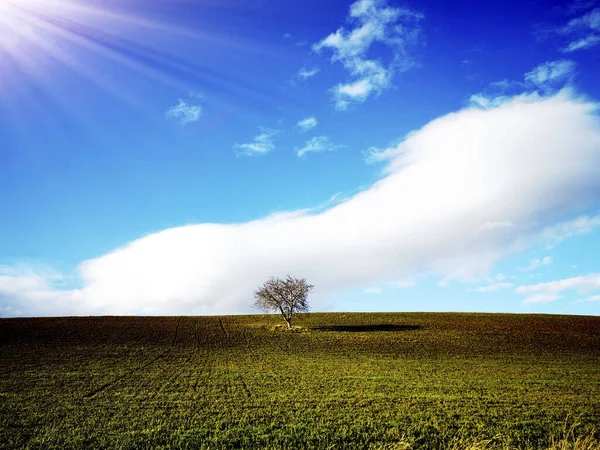 Una Hermosa Toma Rayos Sol Cayendo Sobre Árbol Desnudo Campo —  Fotos de Stock