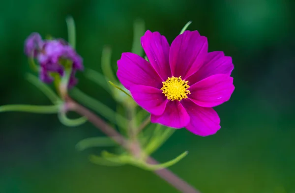 Närbild Bild Lila Kosmos Blomma Med Suddig Grön Bakgrund — Stockfoto