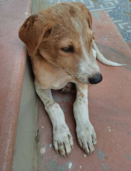 Tiro Vertical Cão Marrom Adorável Deitado Chão Olhando Para Lado — Fotografia de Stock