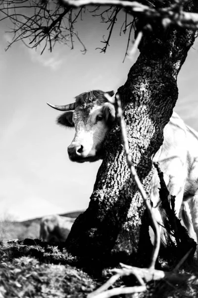 一头奶牛靠近一棵树的垂直灰度射击 — 图库照片