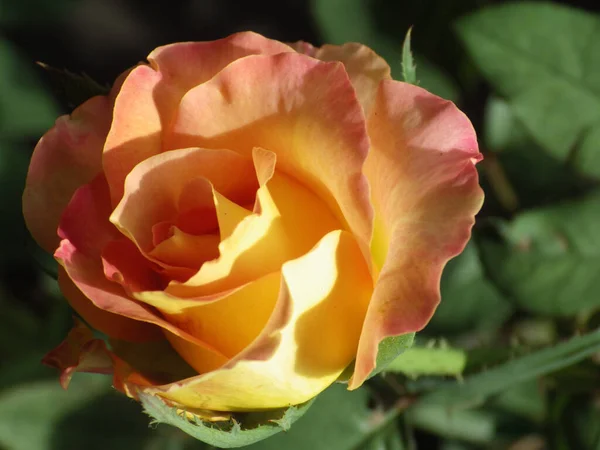 Primer Plano Rosas Florecientes Verde — Foto de Stock