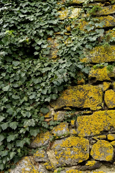 公園内の黄色の苔と葉に覆われた石の低い角度のビュー — ストック写真