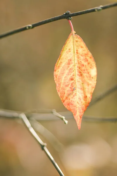 Gündüz Vakti Ormandaki Sonbahar Yapraklarının Dikey Seçici Odak Noktası — Stok fotoğraf