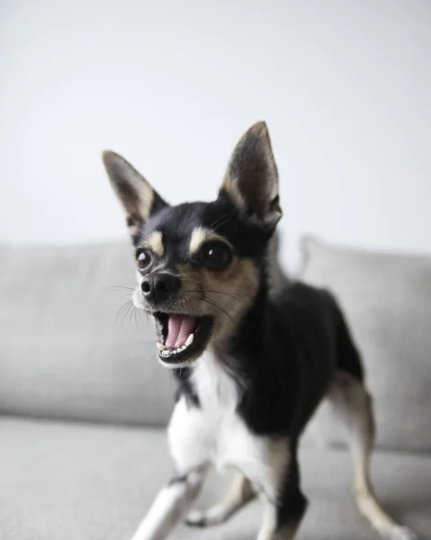 Ett Vertikalt Skott Arg Chihuahua — Stockfoto
