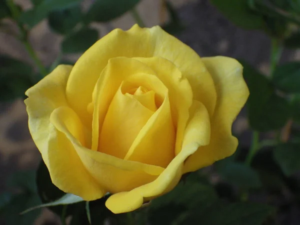 Μια Επιλεκτική Εστίαση Closeup Ενός Λουλουδιού Τριαντάφυλλο Έναν Κήπο — Φωτογραφία Αρχείου