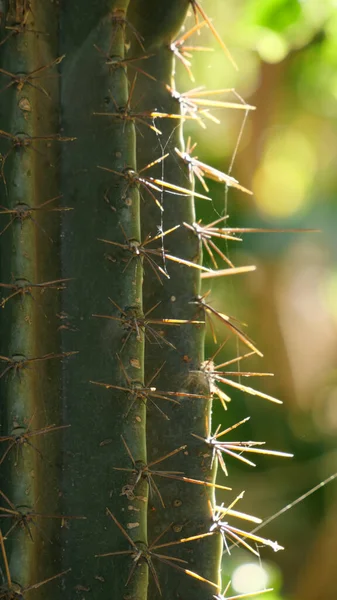 Primo Piano Verticale Spine Cactus — Foto Stock