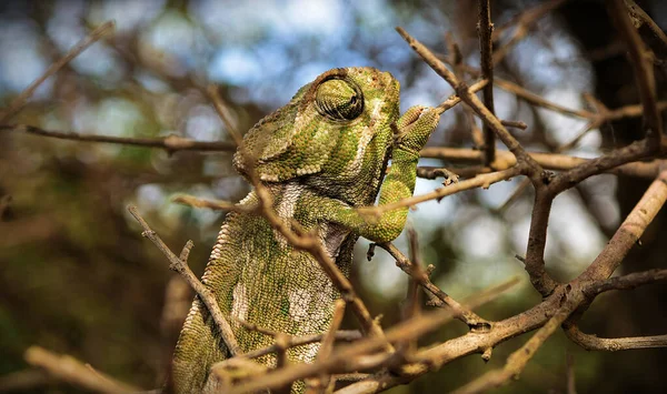 Closeup Common Chameleon Dry Branch Field Sunlight Malta — Stock Photo, Image