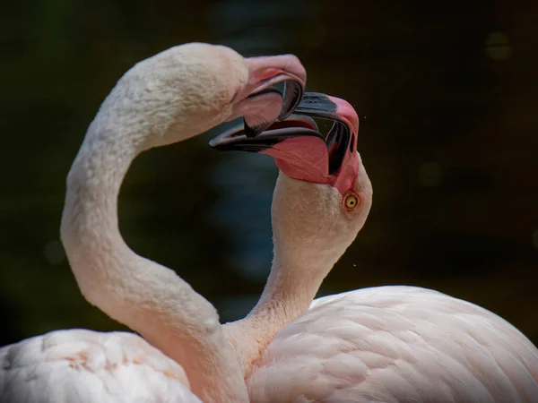 Egy Közeli Kép Egy Rózsaszín Flamingó Párról Akik Csőröket Érintenek — Stock Fotó