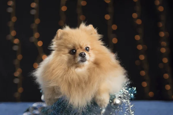 Ένα Πορτραίτο Ενός Αξιολάτρευτου Pomeranian Σπιτζ Χριστουγεννιάτικες Διακοσμήσεις — Φωτογραφία Αρχείου