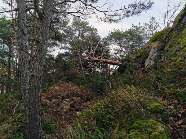 Plan Angle Bas Énormes Arbres Dans Une Forêt Norvège — Photo