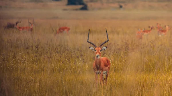 Foco Seletivo Close Uma Manada Antílope Pastando Campo Grama — Fotografia de Stock