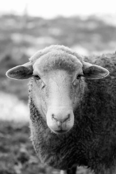 Cliché Niveaux Gris Mouton Sur Fond Flou — Photo