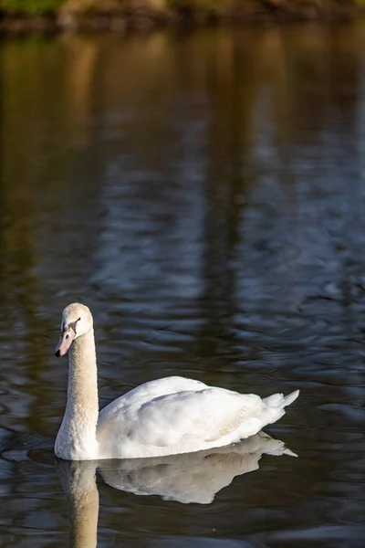 Shot Swan Swimming Pond Reflected Water — Stock Photo, Image