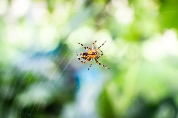 一只欧洲花园蜘蛛在阳光下在网上的特写镜头 背景模糊不清 — 图库照片