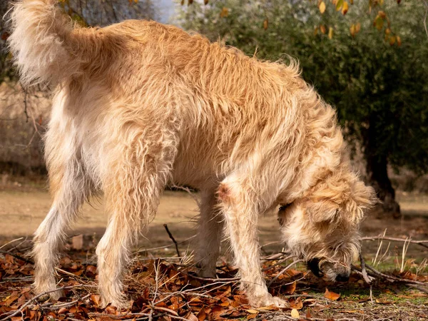 Enfoque Superficial Perro Adorable Esponjoso Jugando Con Palos Parque — Foto de Stock
