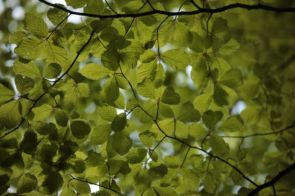 Tiro Ângulo Baixo Das Folhas Verdes Uma Árvore — Fotografia de Stock