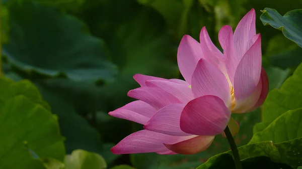 Eine Nahaufnahme Von Lotus Auf Dem Teich — Stockfoto