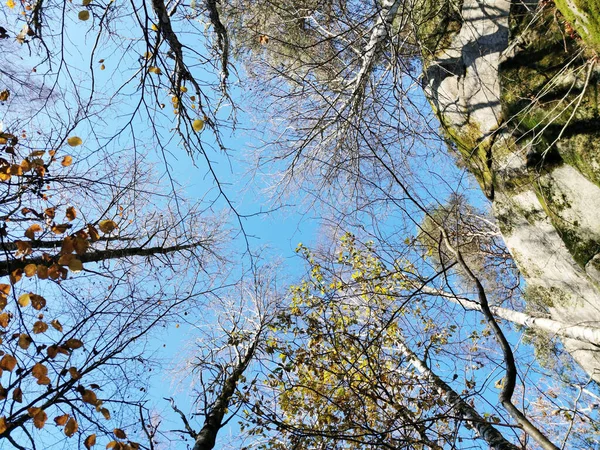 Nízký Úhel Záběru Zachycený Lese Uprostřed Stromů Slunečného Dne — Stock fotografie