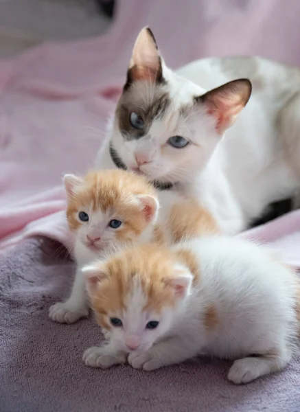 猫和猫在床上的选择性特写 — 图库照片