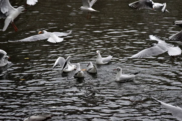 Bando Gaivotas Começando Voar Partir Uma Superfície Água Calma Lago — Fotografia de Stock