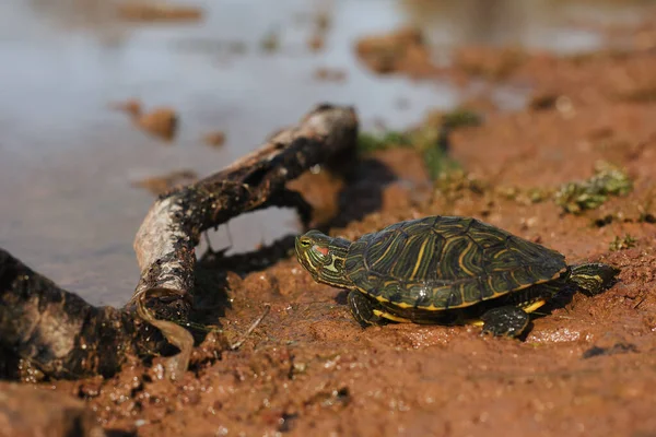 Невелика Черепаха Брудному Березі — стокове фото