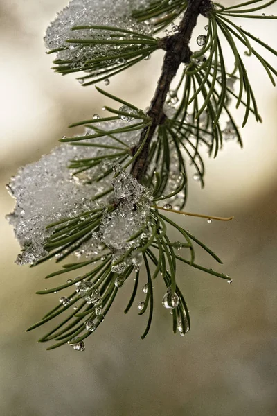 Detailní Záběr Larches Pokryté Sněhem — Stock fotografie