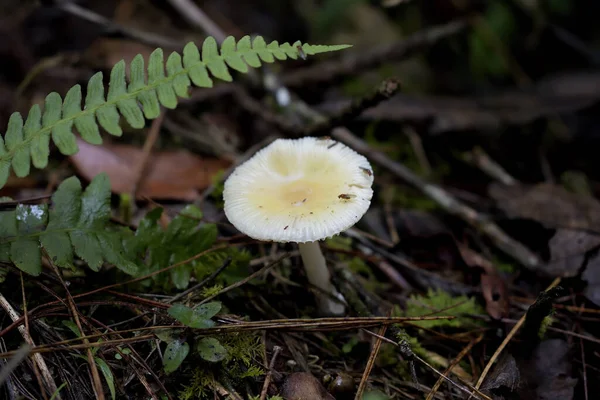 Eine Nahaufnahme Von Wachsenden Pilzen Wald — Stockfoto