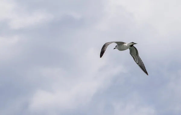Uma Gaivota Voando Lado Costa Maltesa Dia Nublado — Fotografia de Stock