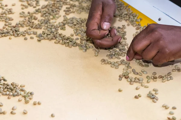 Travailleur Triant Les Grains Café Dans Une Usine Café — Photo