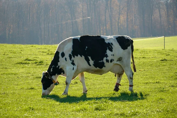 Zbliżenie Ujęcia Krowy Jedzącej Trawę Polu Drzewami Tle — Zdjęcie stockowe