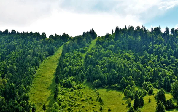 Ландшафт Зеленого Поля Деревьями Холме Облачным Небом — стоковое фото