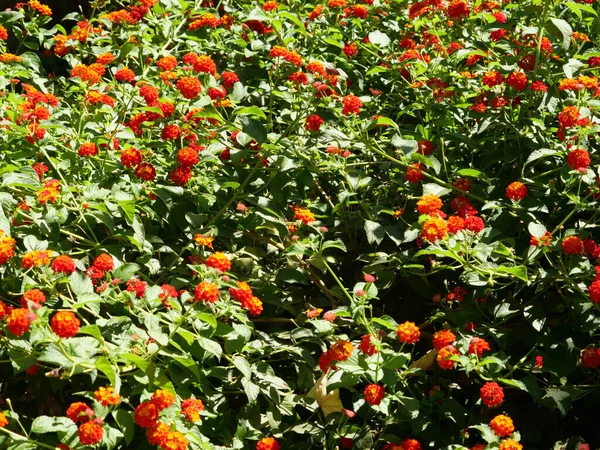 オレンジの美しい花の茂み — ストック写真
