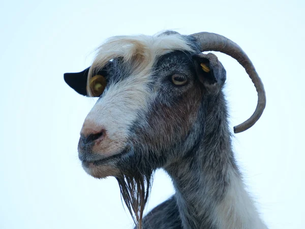 Closeup Shot Funny Goat Face — Stock Photo, Image