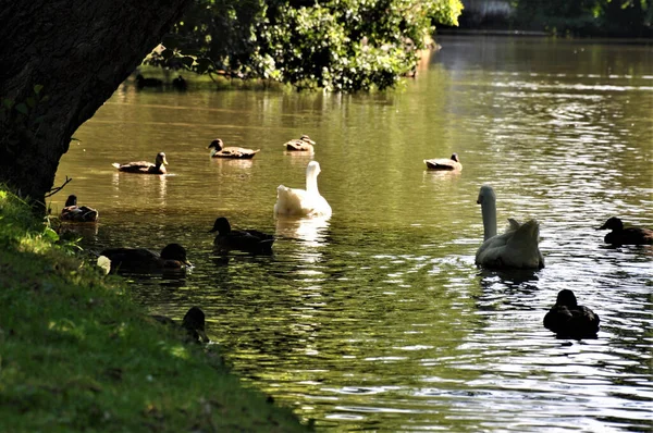 Die Wasservögel Die Einem Teich Schwimmen — Stockfoto