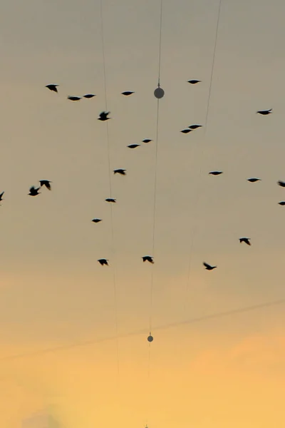 Tiro Vertical Céu Pôr Sol Com Silhuetas Muitos Pássaros Voando — Fotografia de Stock