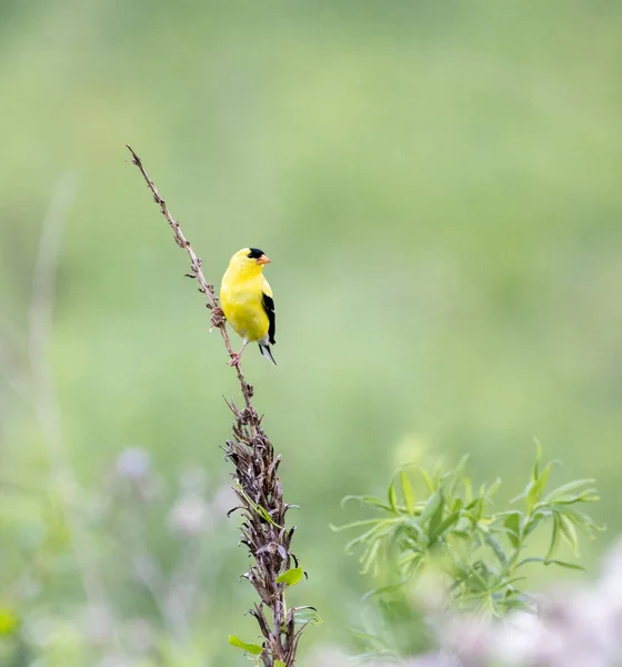 Vertical Shot Male Goldfinch Bird Sitting Dead Plant — Stock Photo, Image