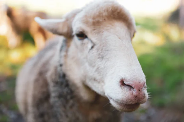 ぼんやりとした背景に羊のクローズアップショット — ストック写真