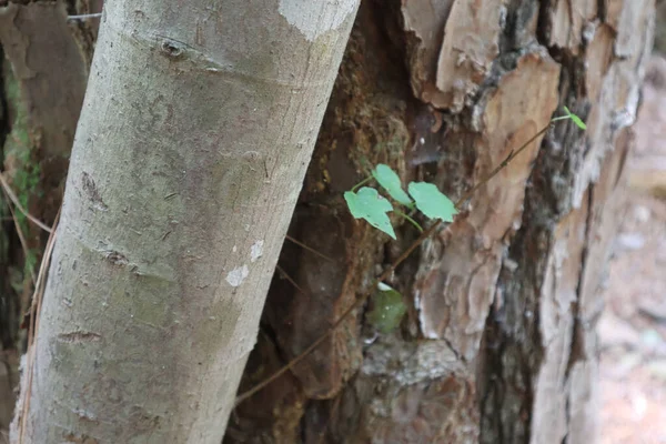 ノースカロライナ州ジョーダン湖近くの松の木の幹からの緑の芽の閉鎖 — ストック写真