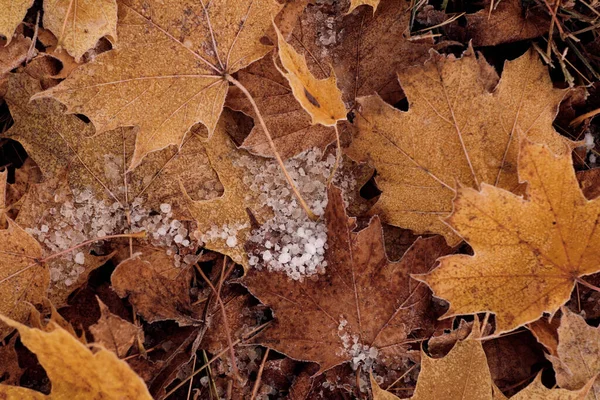 Closeup Frozen Dew Drops Yellow Leaves — Stock Photo, Image