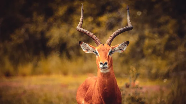 Gros Plan Sélectif Une Antilope Dans Champ Herbe — Photo