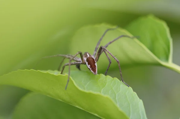 Die Kindernetzspinne Pisaura Mirabilis Ist Eine Spinnenart Aus Der Familie — Stockfoto